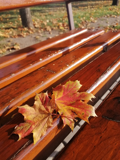 Осенние листья на скамье